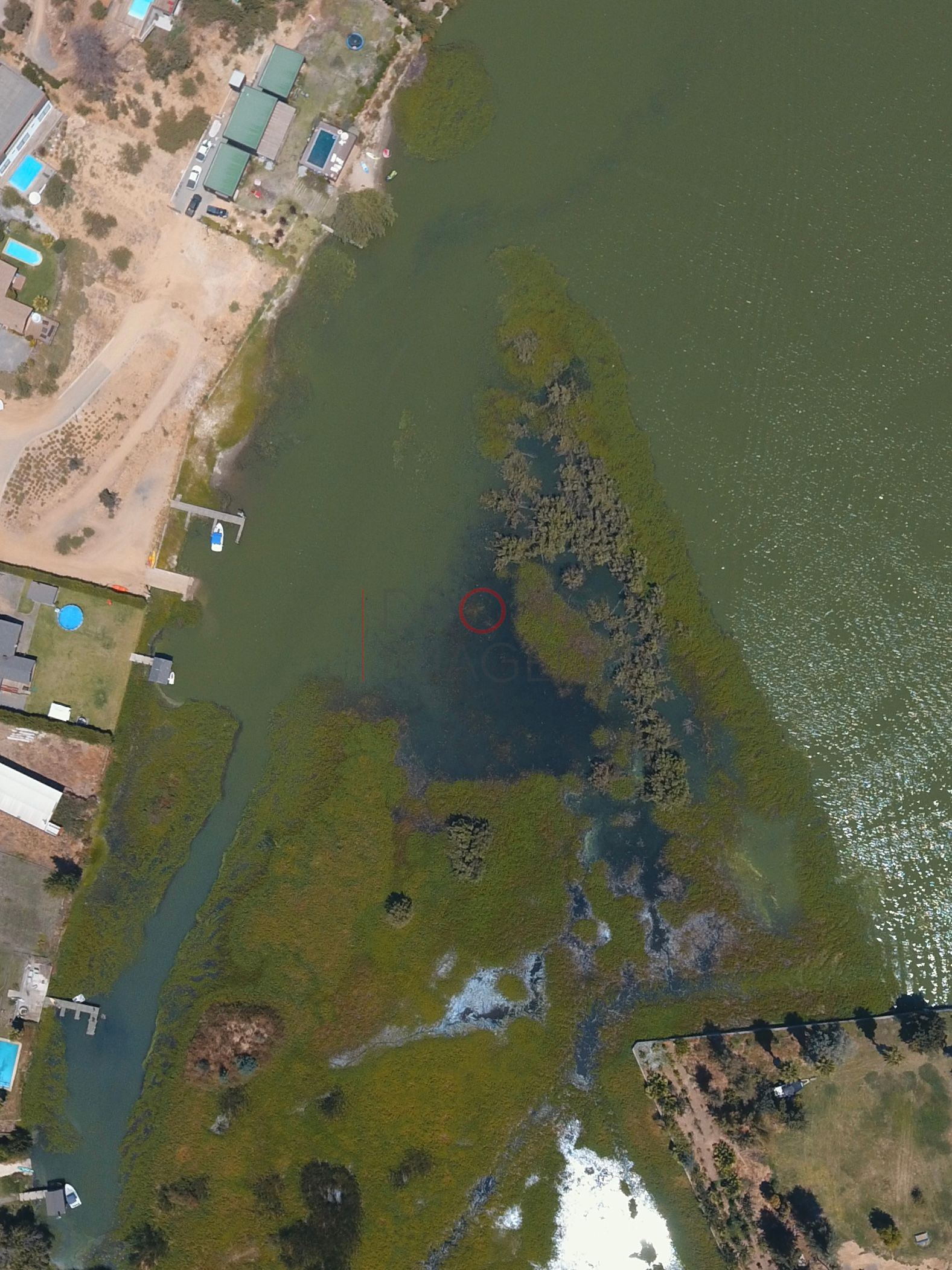 Humedal de aguas verdes, Las Cabras