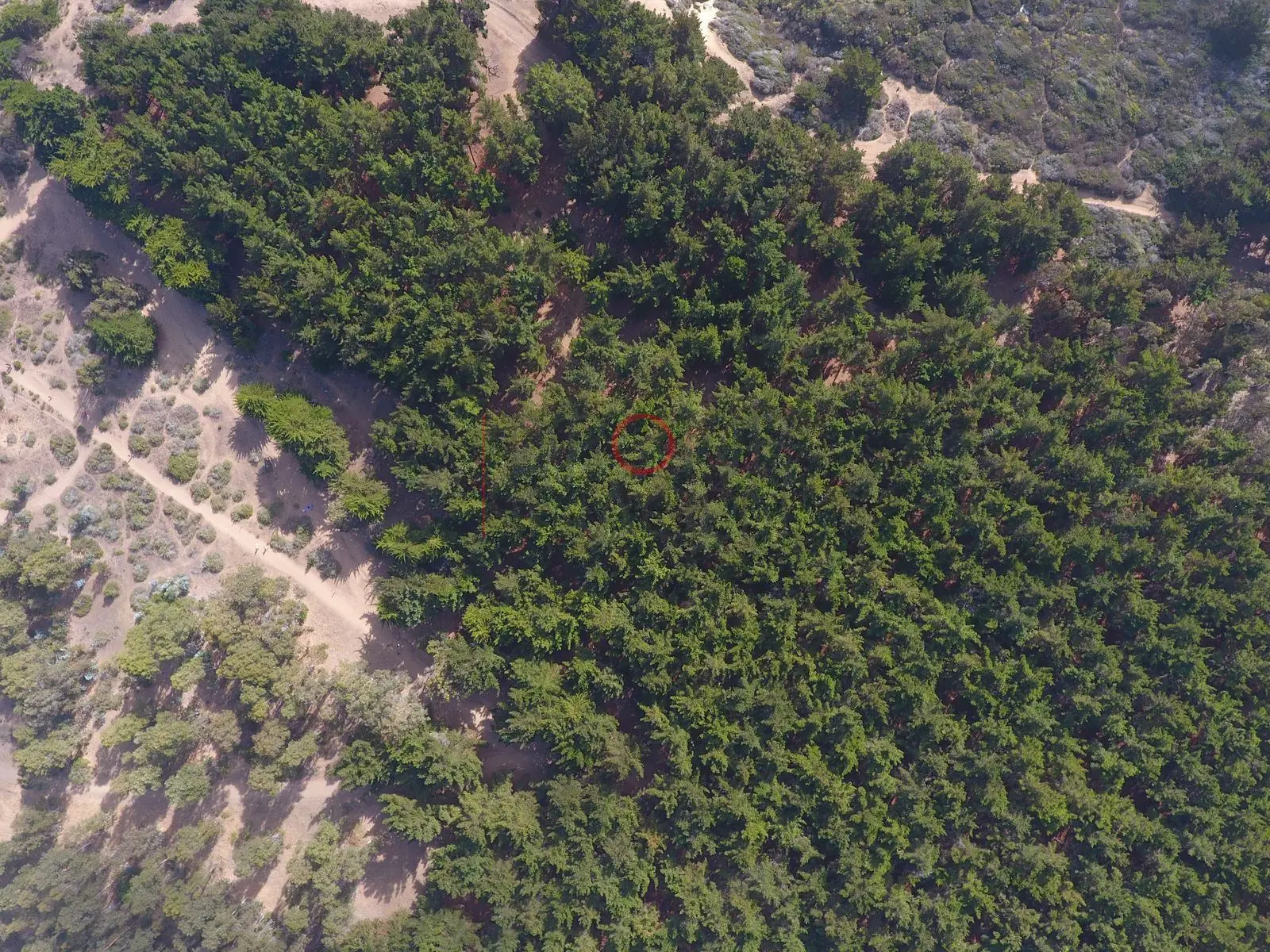 Pinos y camino entre árboles, Quintay