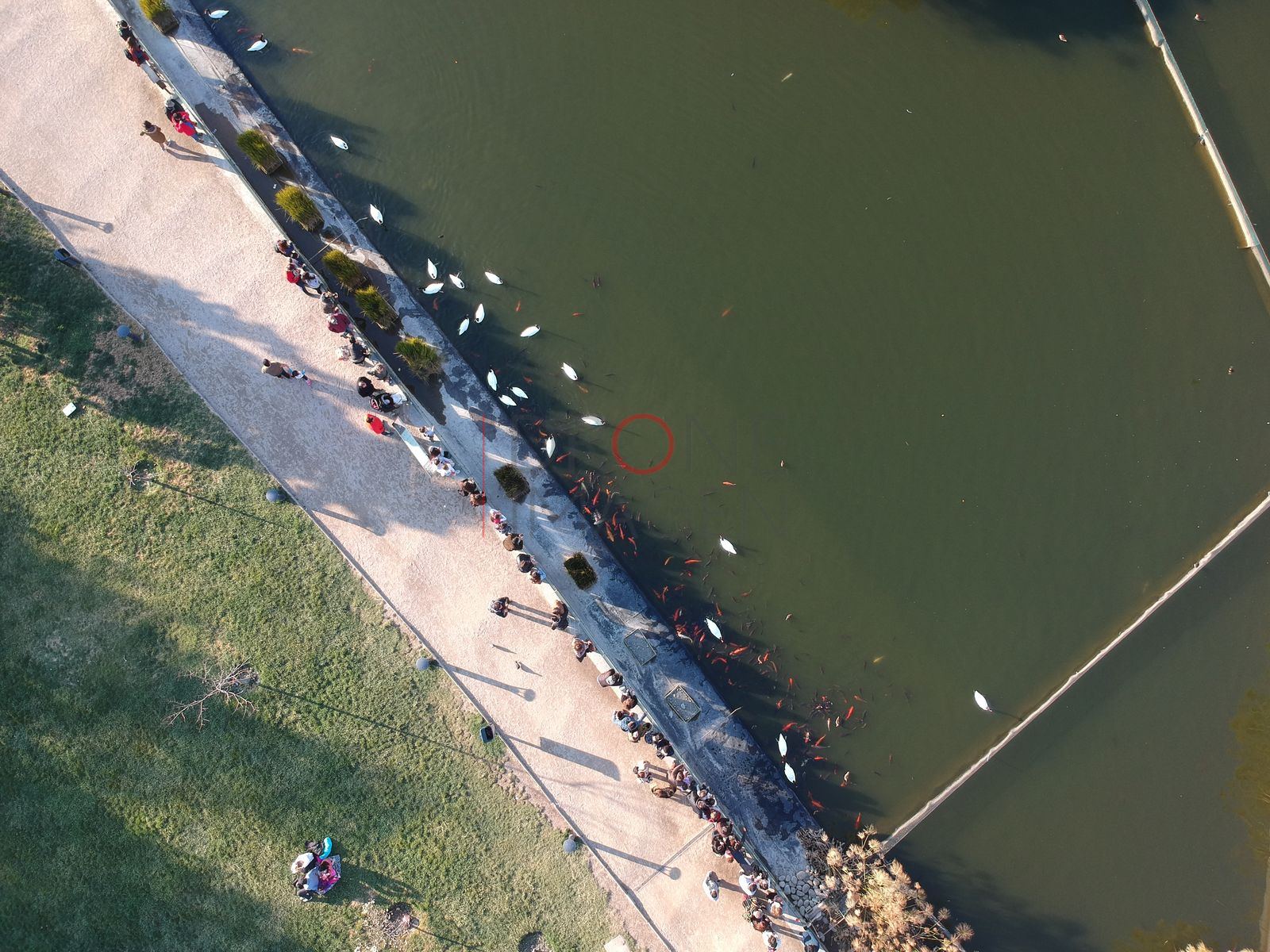 Aves en la laguna junto al paseo, Vitacura