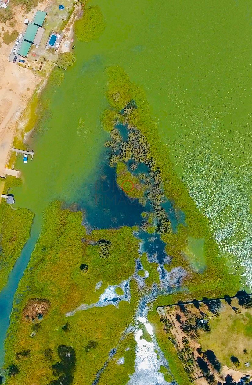 Estanque de aguas verdes, vista cenital