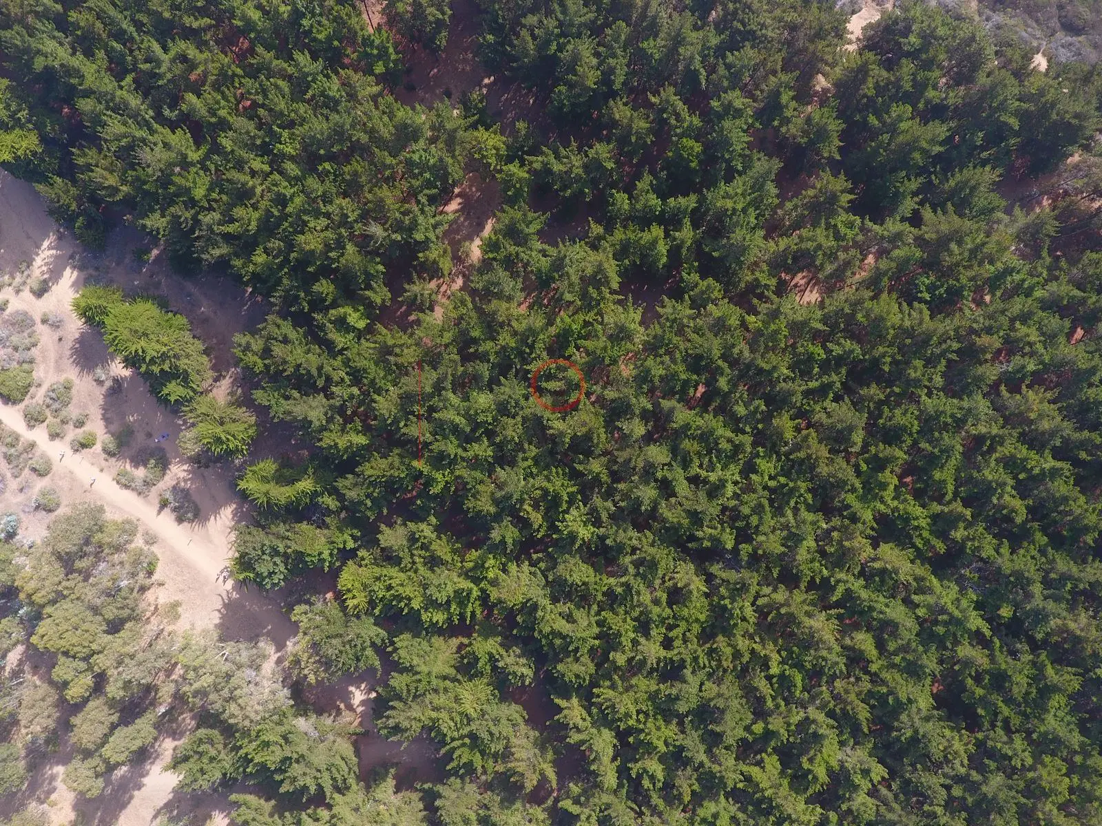 Bosque de pinos y sendero de arena, Quintay